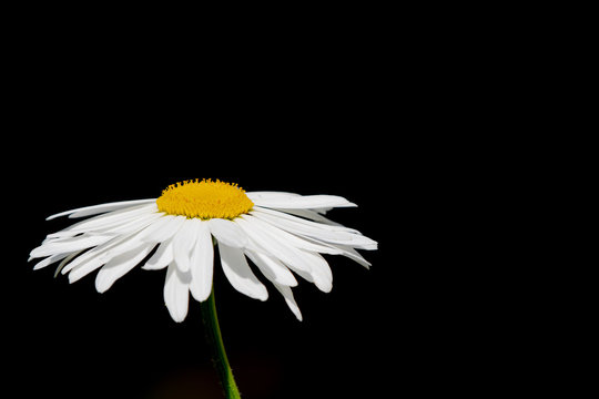 Single Large Daisy Flower on black background