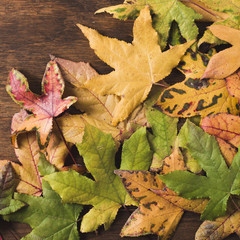 Top view colorful autumn leaves