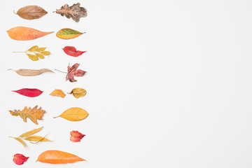 Colorful autumn leaves with copy space