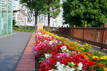 カラフルな花壇の花