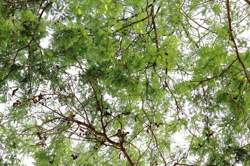 Top view of tamarind tree at pattaya , Thailand