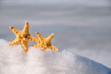 Tropical symbol, the starfish on the background of snow 