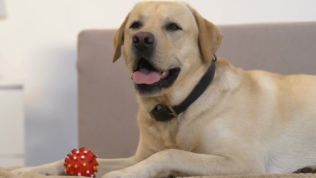 Playful labrador lying sofa with red ball toy, waiting for owner, devoted pet