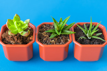 Succulent plant in a clay pot over a blue background