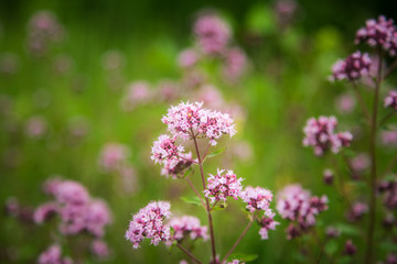 Beautiful purple oregano flowers blooming in the meadow. Natural herbal tea.