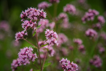 Beautiful purple oregano flowers blooming in the meadow. Natural herbal tea.