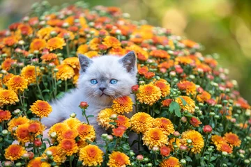 Fotobehang Cute little kitten in the garden in chrysanthemum flowers © vvvita