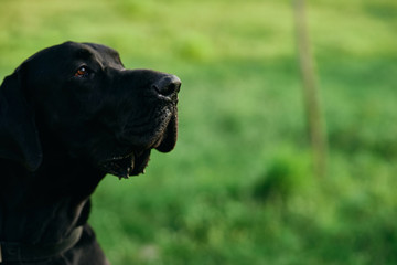 portrait of a dog