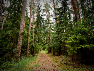 Obraz premium Thüringen, Großgölitz - Juli 2019