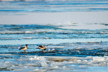 Black birds walk on crystal surface of river. Crow pecks snow on floe. Chunks of ice floating on river. Drifting in early spring. Beautiful frozen liquid motion closeup.