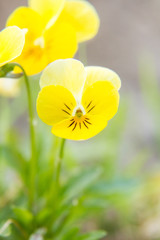 Beautiful, brifgt pansy flowers in the garden. Colorful spring scenery with flowers.
