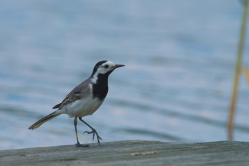 Spacer po pomoście © Tomek Kiecana