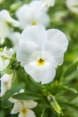 Beautiful, brifgt pansy flowers in the garden. Colorful spring scenery with flowers.