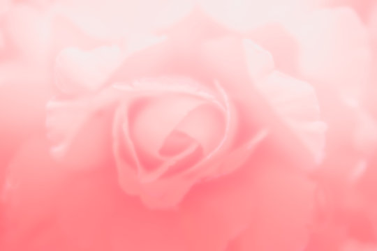 Blurry background of pink rose. Using for background or wallpaper concept.