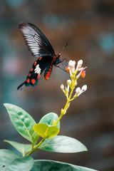 Fototapeta premium Papillon 7 