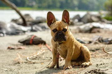 French bulldog puppy against the background of a mountain river. Vacation with a pet.