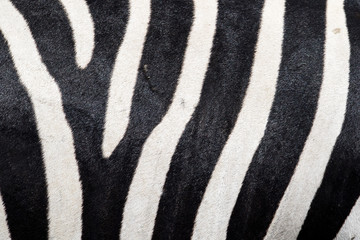 Fototapeta na wymiar An extreme close-up view on the patterned body of an African zebra. Beauty in nature seen on the striking pattern of a large mammal.