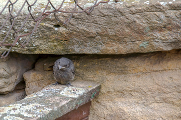 redstart while feeding at my farm