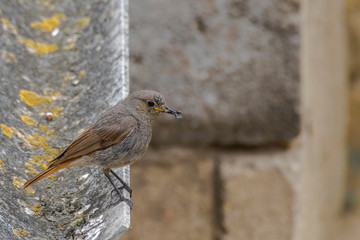redstart while feeding at my farm