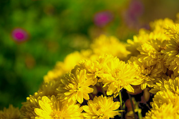 chrysanthemium flowers in garden.