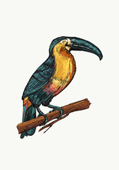 Bird hand drawn digital paining illustration 