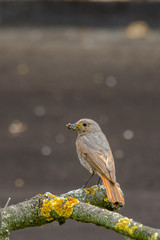 redstart while feeding at my farm