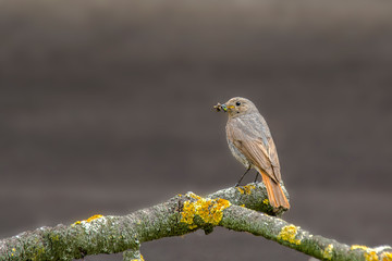 redstart while feeding at my farm