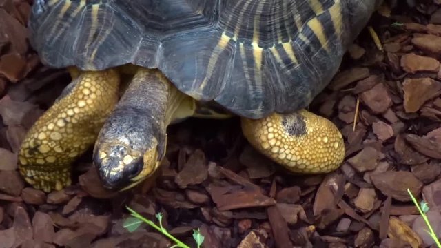 Closeup of a beautiful exotic turtle, walking.