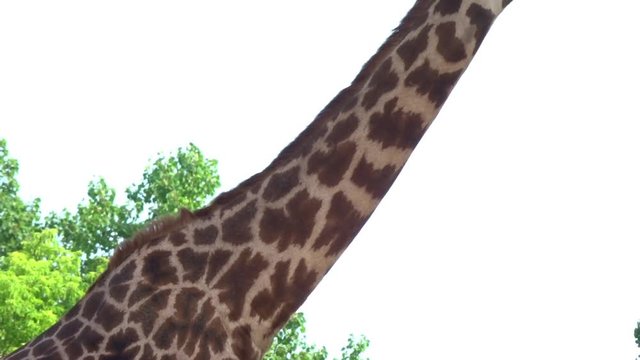 Closeup of a giraffe grazing in the sun.