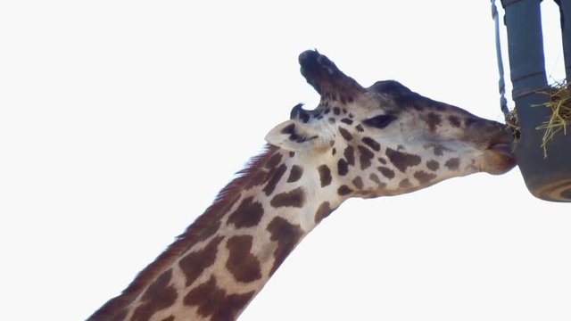 A feeding giraffe, close up