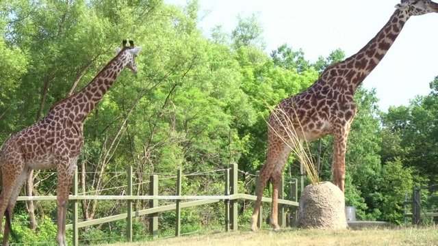 A pair of giraffes grazing in the sun.