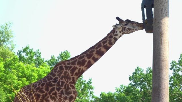 Closeup of a giraffe feeding