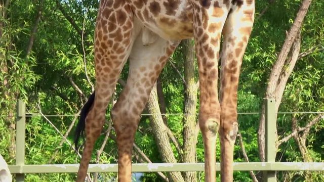 Closeup of a giraffe feeding.