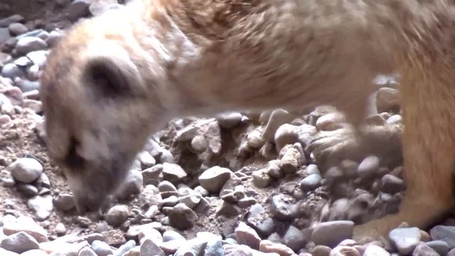 Closeup of a meercat digging through gravel.