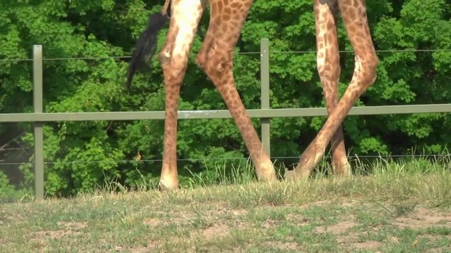 Closeup of a giraffe's legs walking, in motion