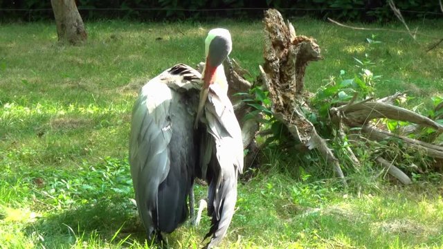 White crane cleaning its feathers.