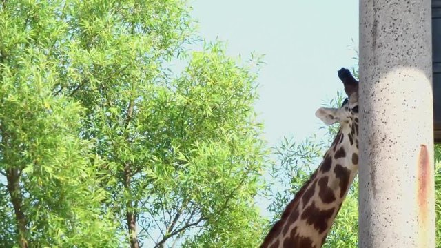 Closeup of a giraffe, alternate angle.