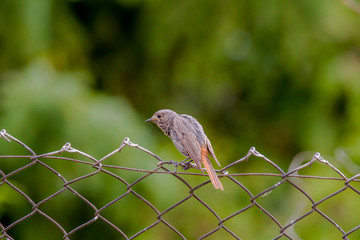 redstart while feeding at my farm