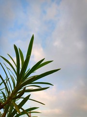 green plant on background of blue sky