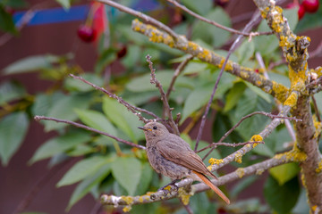 redstart while feeding at my farm