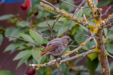 redstart while feeding at my farm