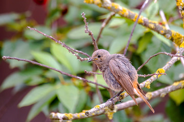 redstart while feeding at my farm