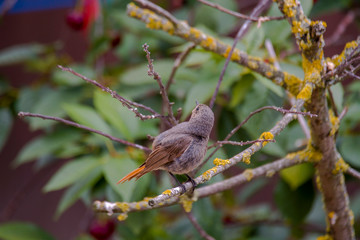redstart while feeding at my farm