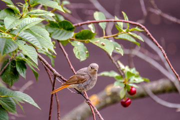 redstart while feeding at my farm
