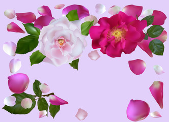 dark and light pink rose flowers with petals