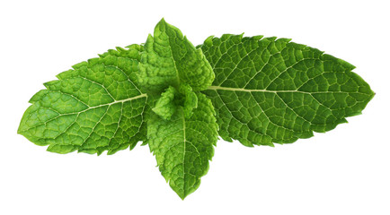 Mint leaves isolated on white background.