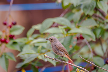 redstart while feeding at my farm