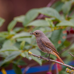 redstart while feeding at my farm