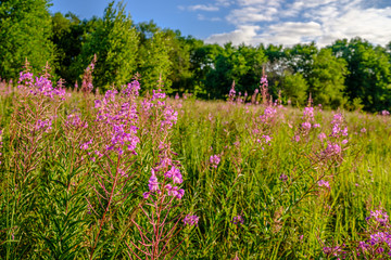 Blooming plant Ivan tea or blooming Sally in a clearing near the forest.
