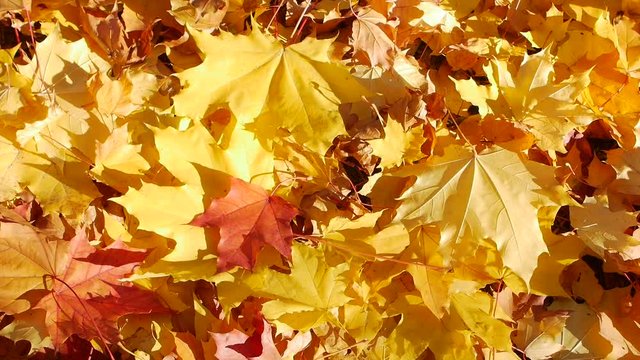 Yellow maple leaf falls on autumn leaves. Fall in the city park in sunny day. Beautiful nature for background